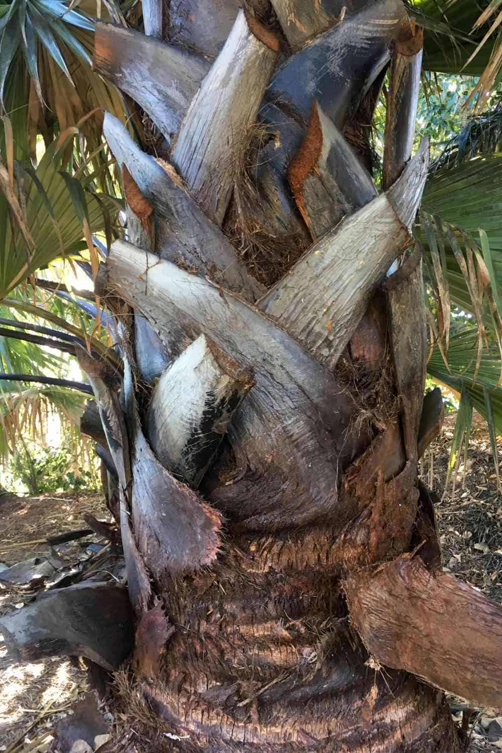 Top 6 Types of Palm Trees in South Africa