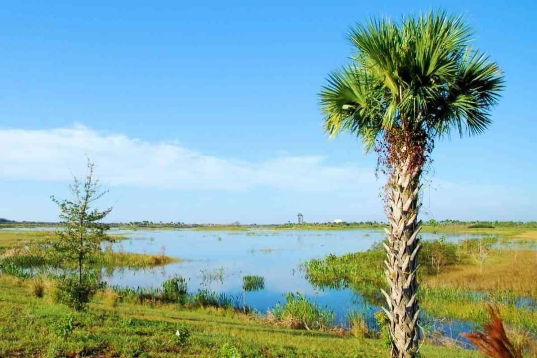 5 Popular Types of Palm Trees in Texas