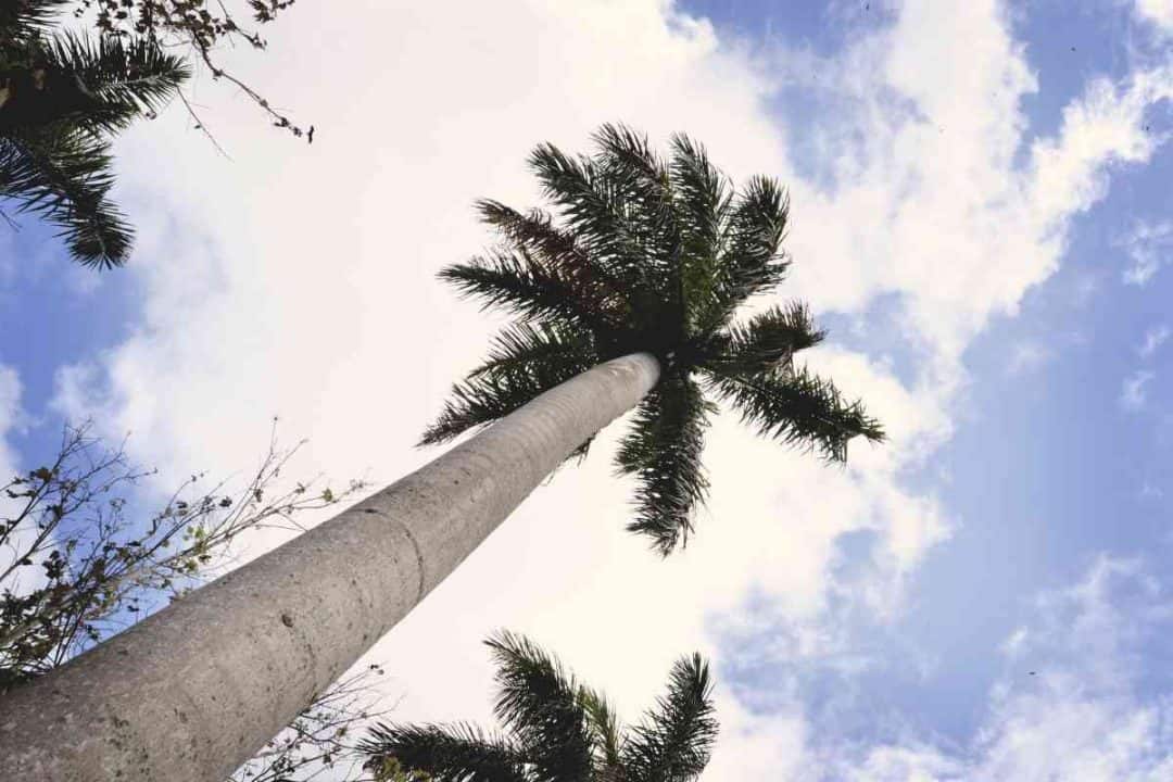 5 Different Types of Palm Trees in (With Pictures)