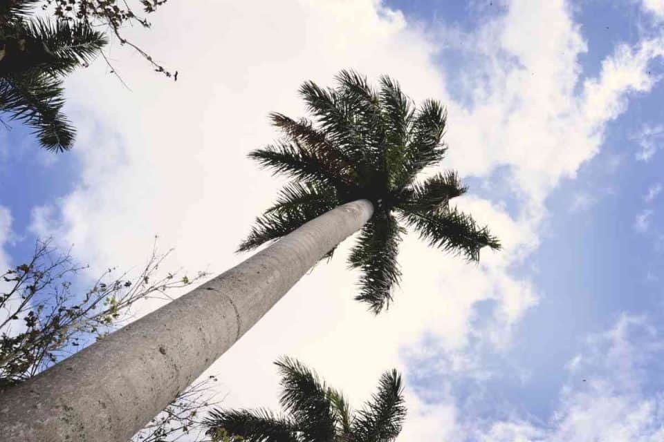 5 Different Types of Palm Trees in (With Pictures)