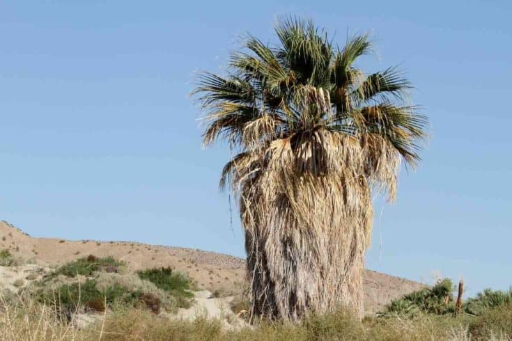 6 Popular Types of Palm Trees in California