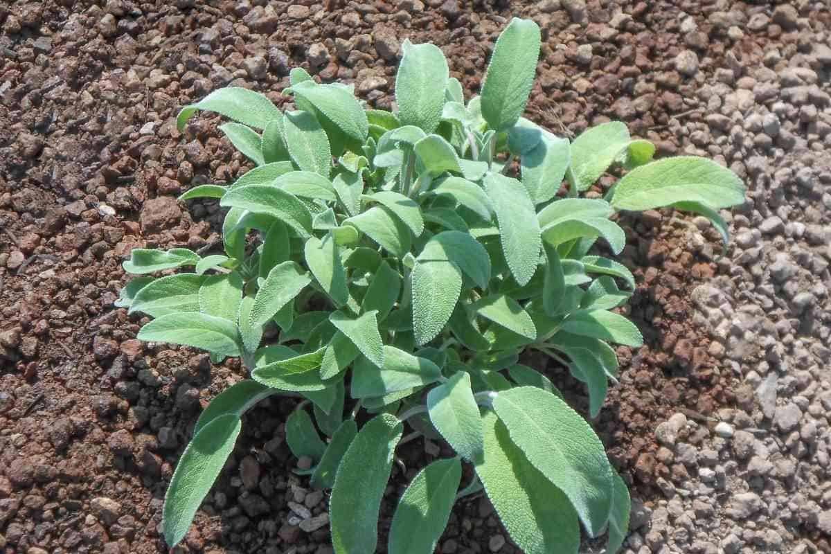 Is Sage A Perennial Or Annual? (Answered)