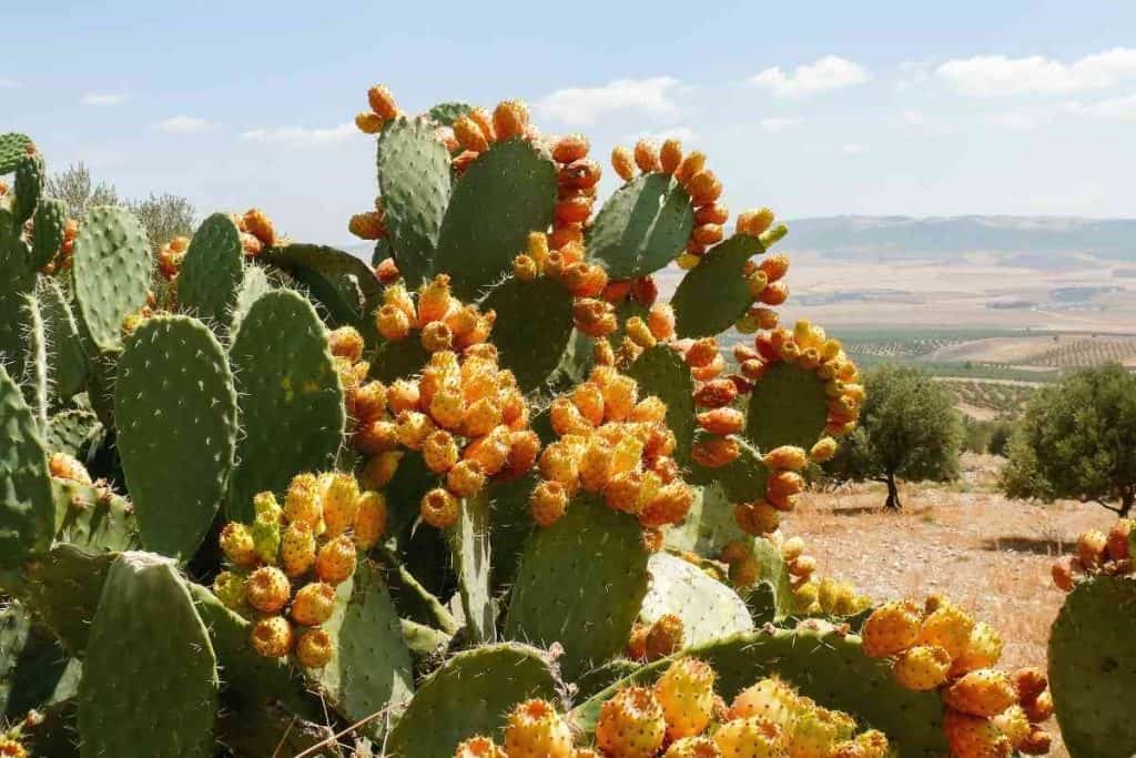 Why Is My Cactus Turning Yellow? (7 Causes & Treatments)