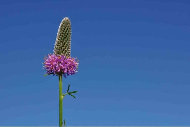 Top 13 Plants That Grow Well in Arizona Full Sun