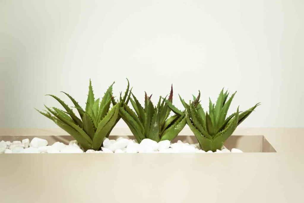 Do You Water Aloe Vera From Top Or Bottom