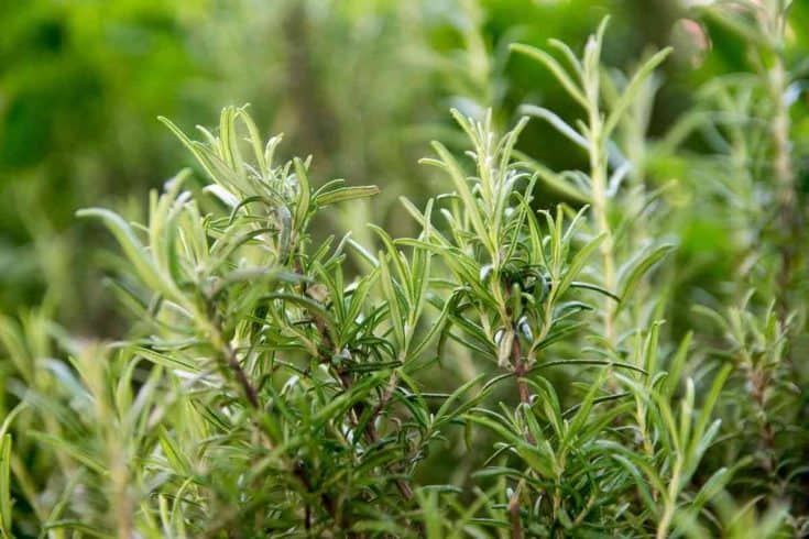 Is Rosemary A Perennial? (Answered)