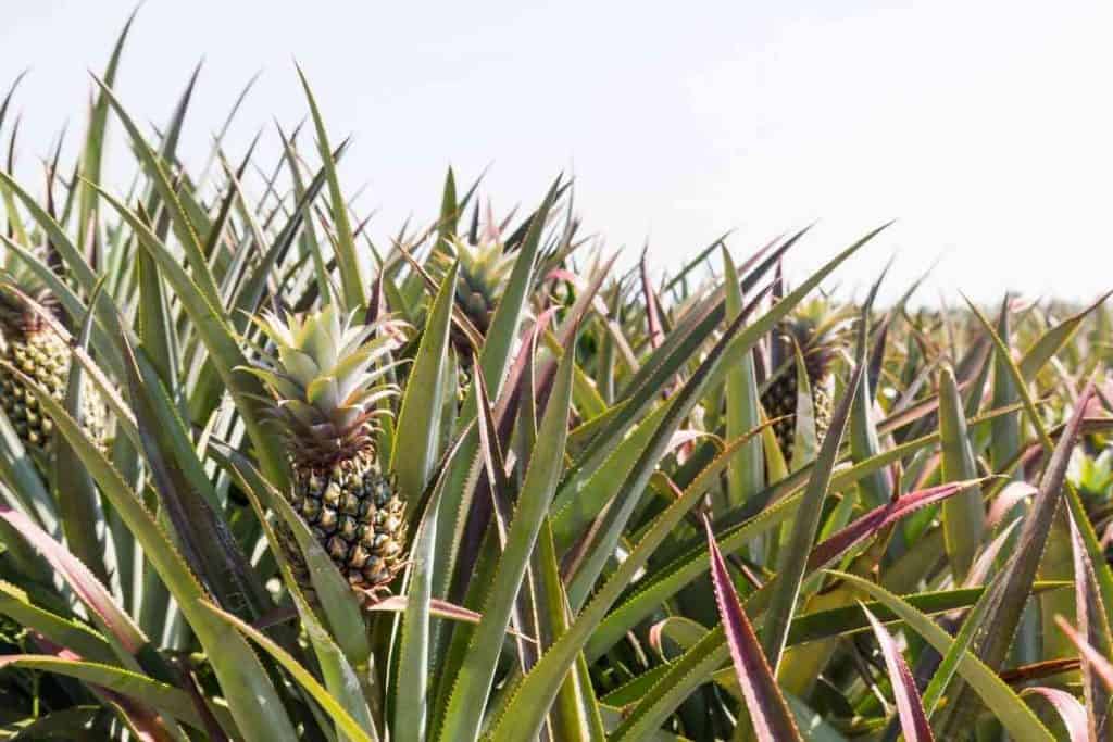 How Many Pineapples Per Plant