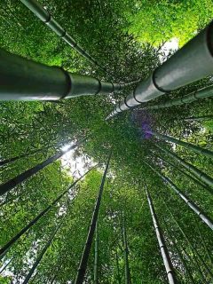 How Tall Does Bamboo Grow