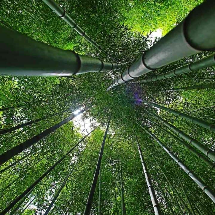 How Fast Does Bamboo Grow Bamboo Growth Rate Explained