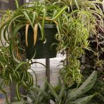 How To Prune Spider Plants