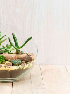 How To Stop Succulent Foliage From Turning Yellow