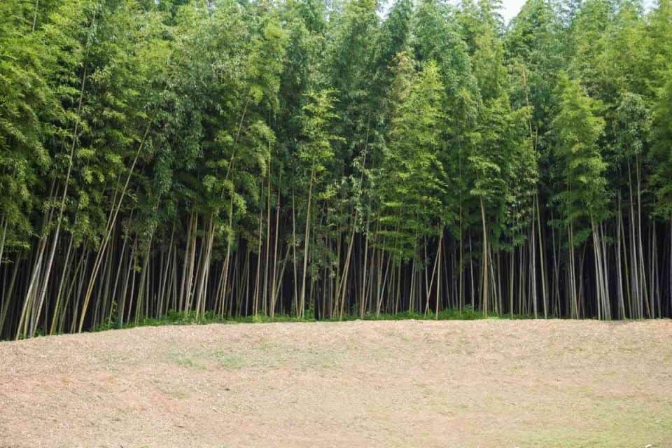 How Fast Does Bamboo Grow? (Bamboo Growth RATE Explained)