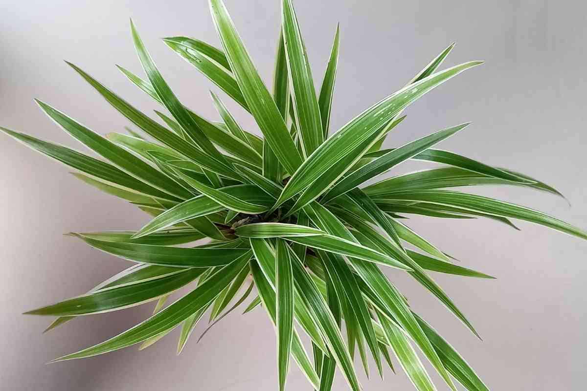 how-to-make-spider-plant-bushier-healthier