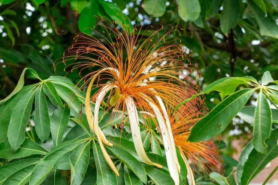 How to Revive a Dying Money Tree (6 Essential Steps)