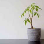 How to Revive a Dying Money Tree