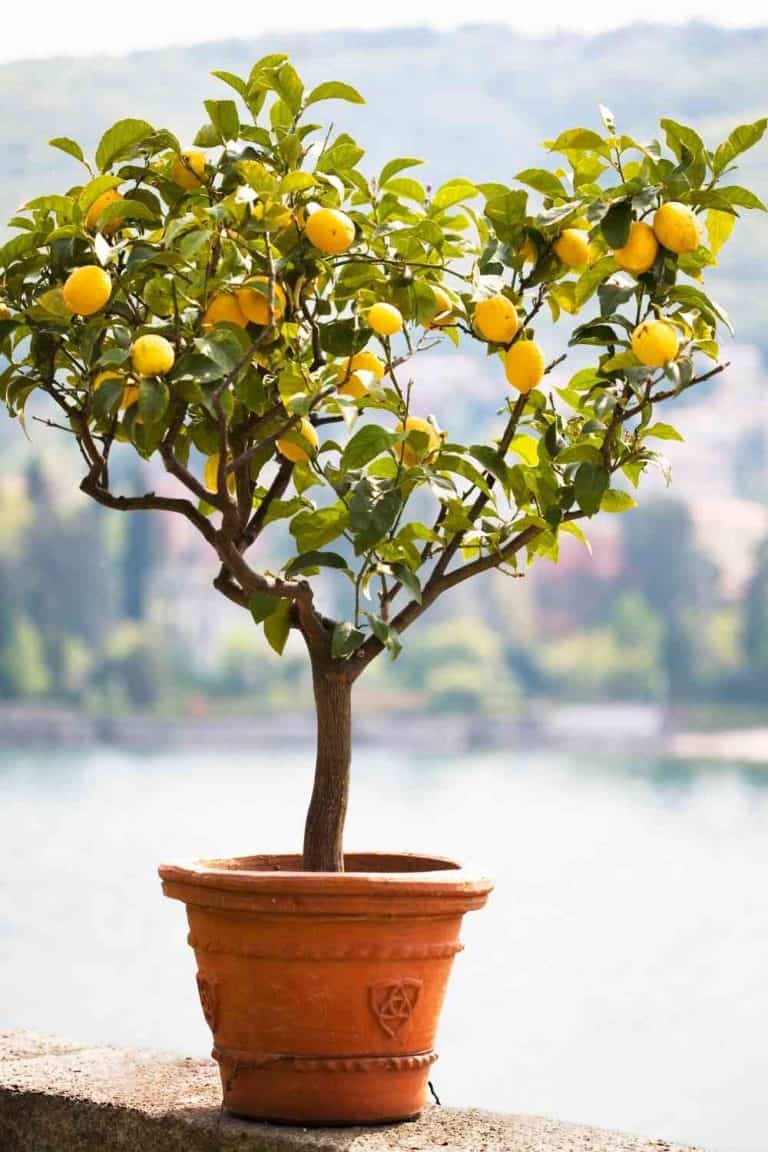 lemon-tree-leaves-turning-yellow-6-causes-solutions