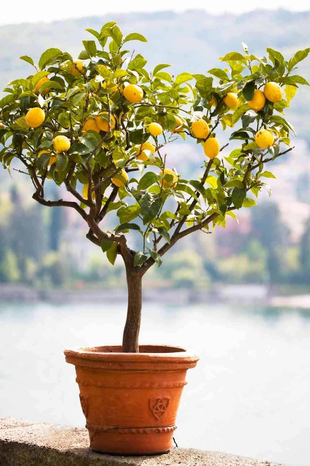 Lemon Tree Leaves Turning Yellow (6 Causes & Solutions)