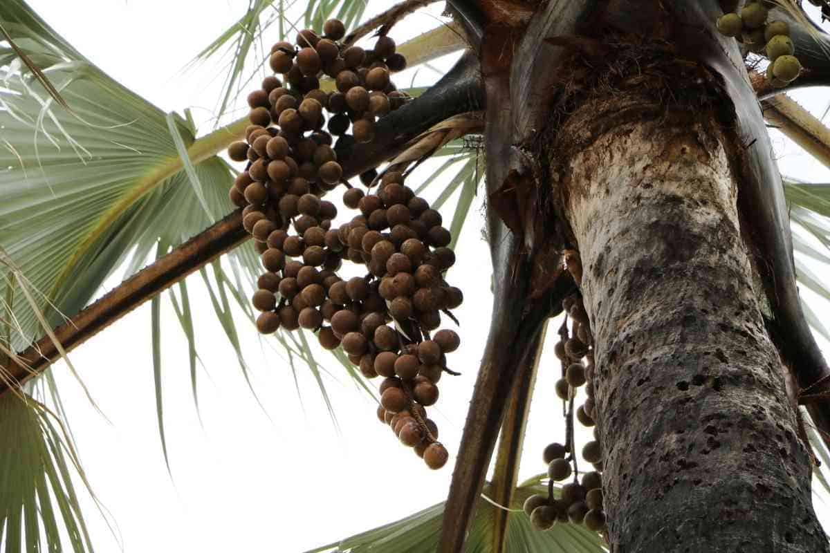 Types Of Palm Trees In South Africa