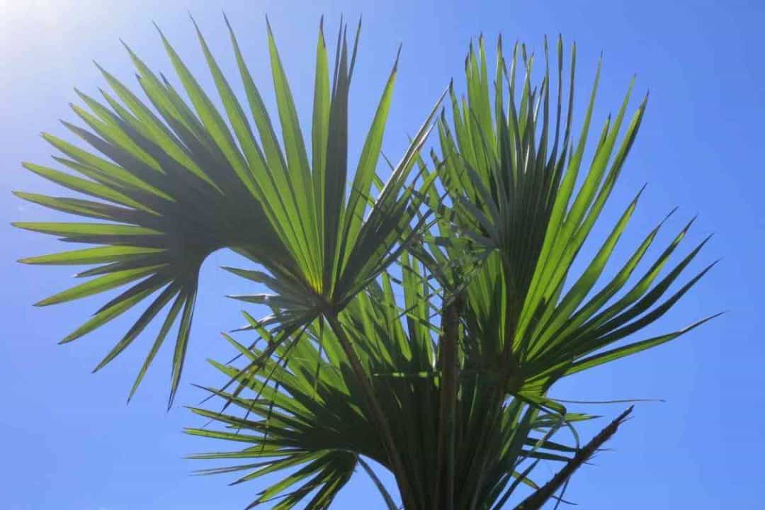 Top 6 Types Of Palm Trees In South Africa
