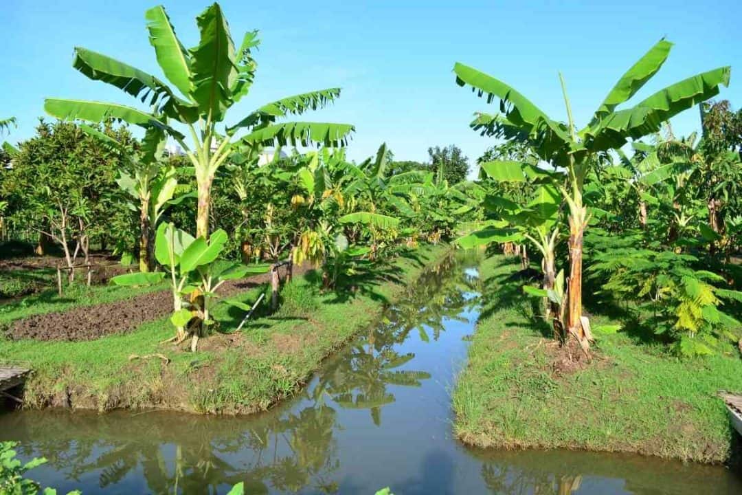 Is Banana a Tree or a Fruit? (Banana Classification)