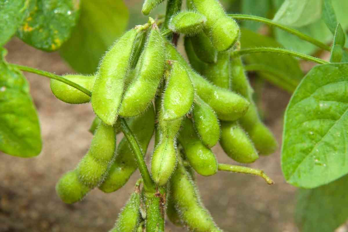 Is Edamame a Vegetable or a Legume?