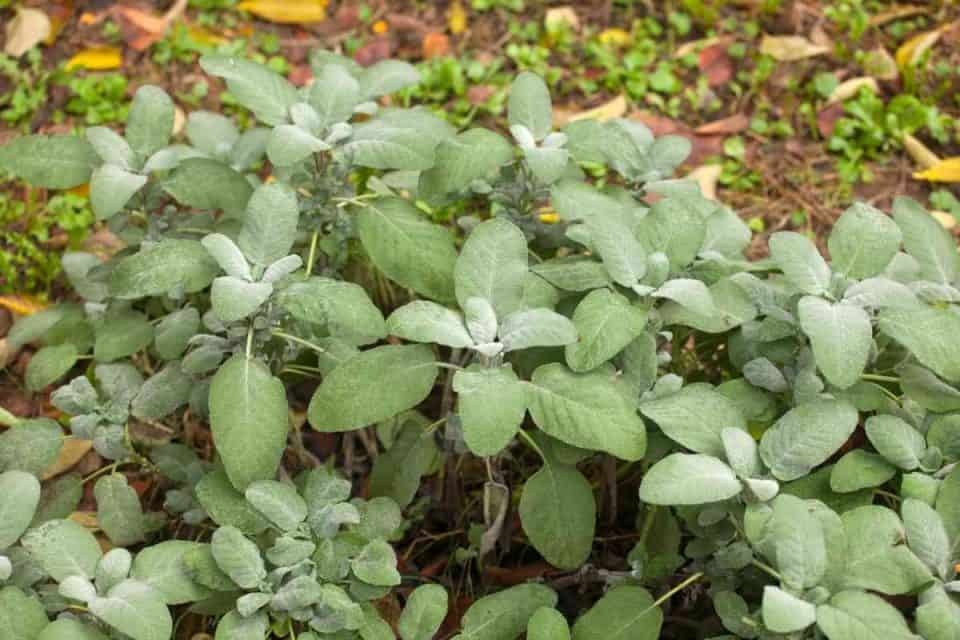Is Sage A Perennial Or Annual? (Answered)