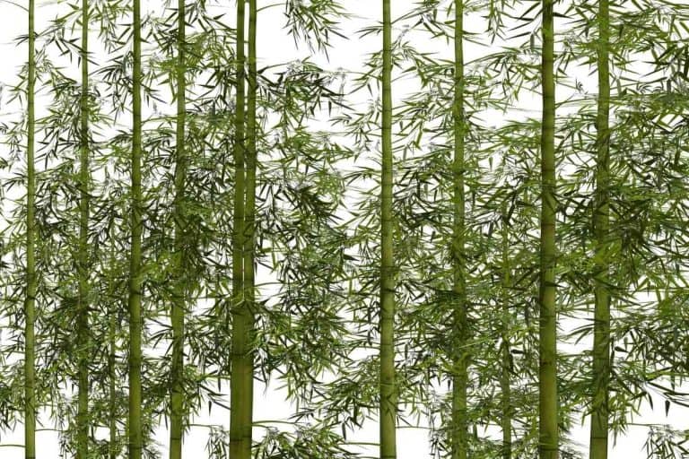 How Tall Does Bamboo Grow? (Explained)