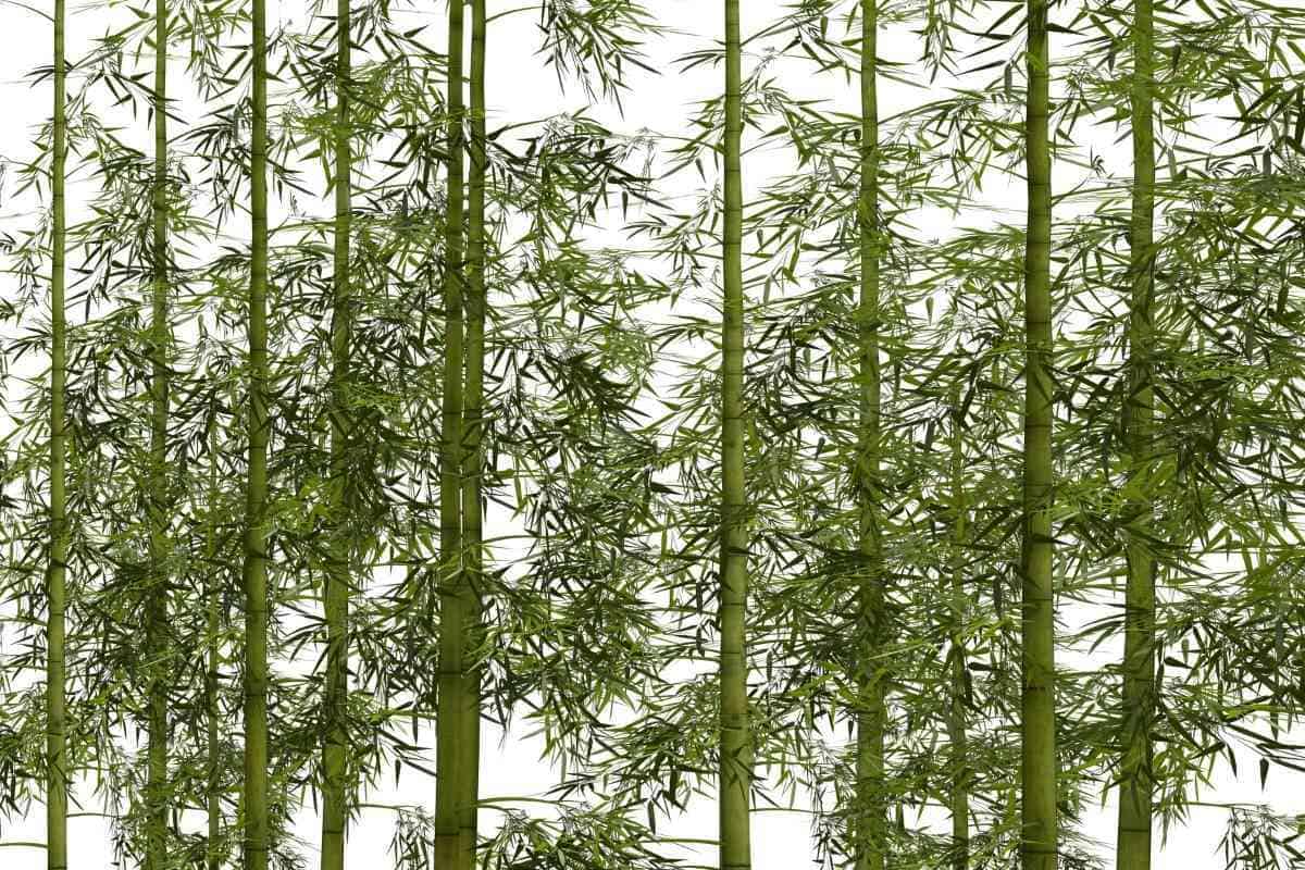 How Tall Does Bamboo Grow? (Explained)