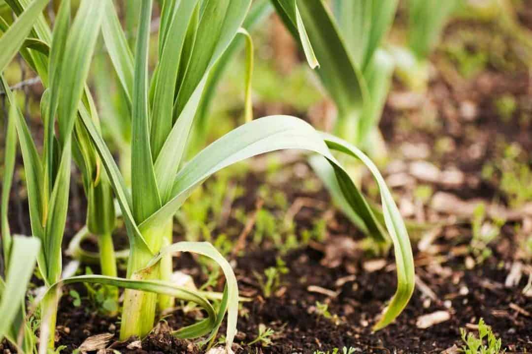 25 Best Jalapeno Companion Plants (With Pictures)