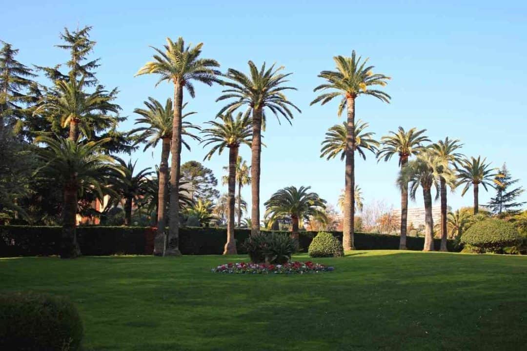 5 Different Types of Palm Trees in (With Pictures)