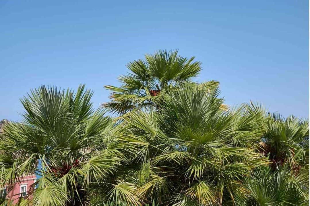 Top 7 Types of Palm Trees in Louisiana