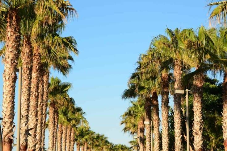 Top 6 Types of Palm Trees in South Carolina