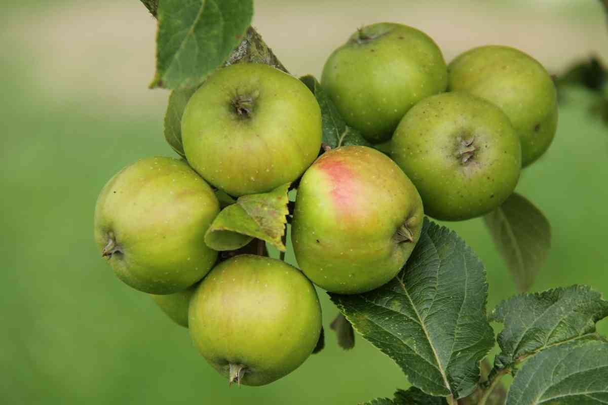 Top 10 Most Profitable Fruit Trees To Grow
