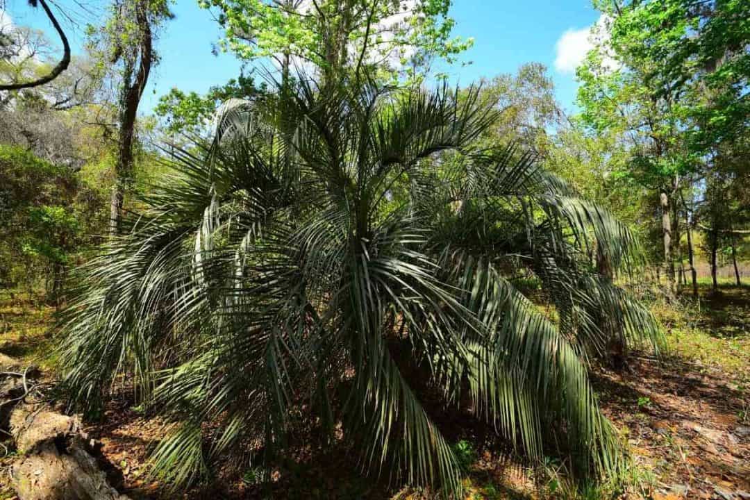 5 Popular Types of Palm Trees in Texas