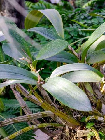 Orchid Leaves Turning Yellow