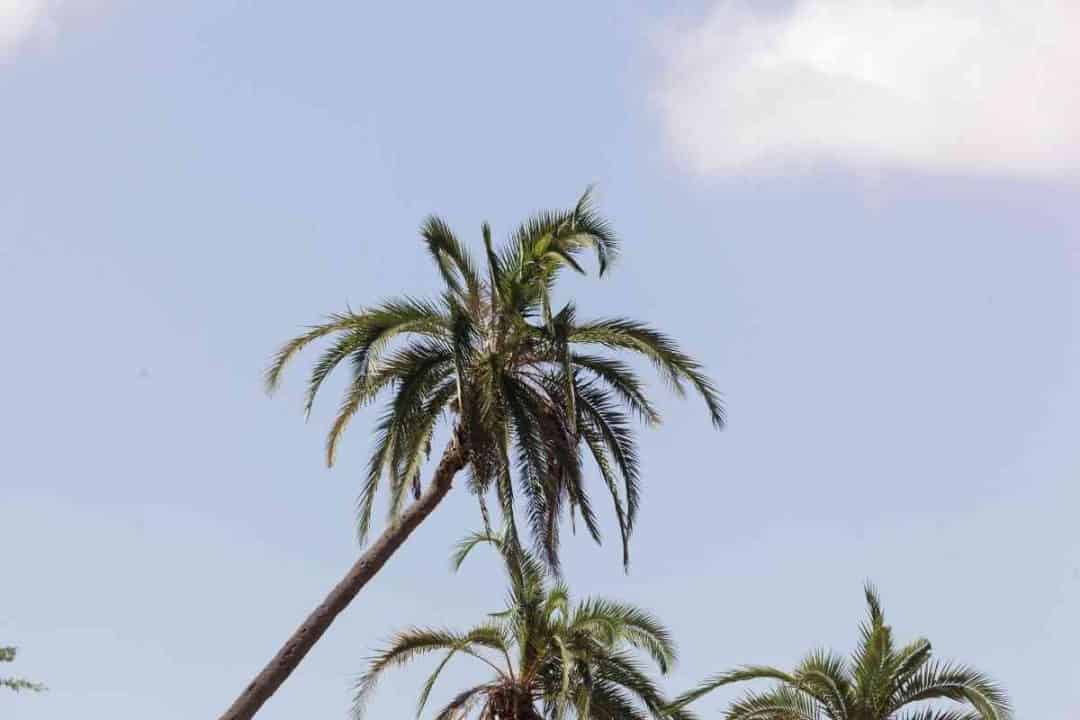 Top 6 Types of Palm Trees in South Africa