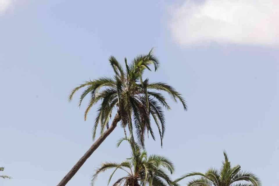 Top 6 Types Of Palm Trees In South Africa