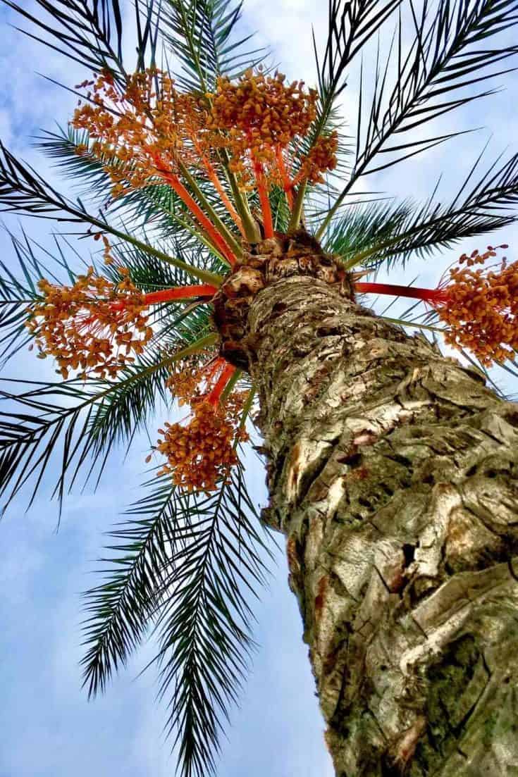 5 Popular Types of Palm Trees in Texas