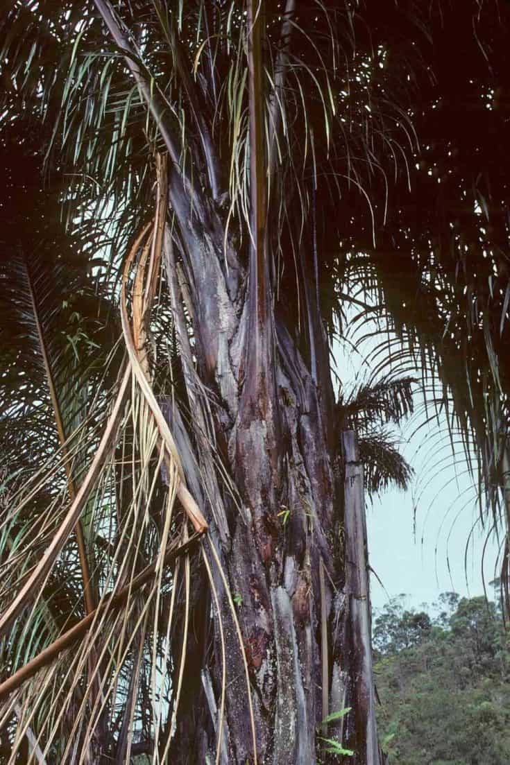 Top 6 Types of Palm Trees in South Africa