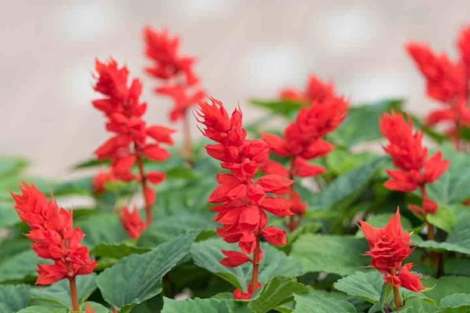 Top 13 Plants That Grow Well in Arizona Full Sun