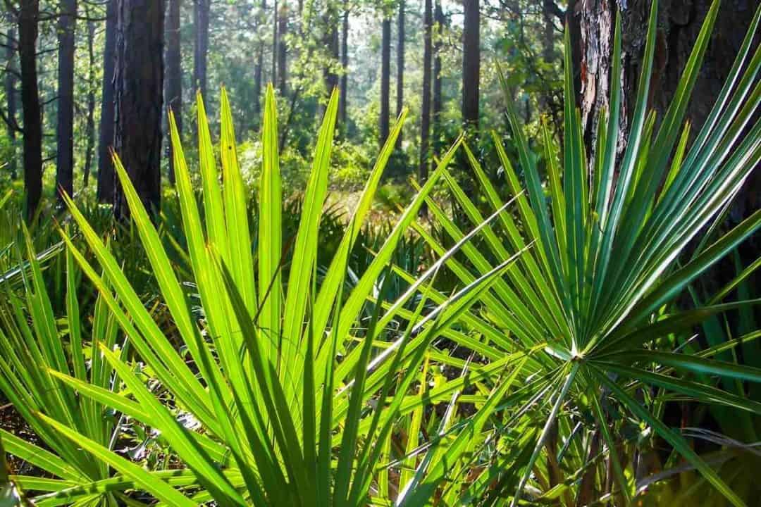 Top 6 Types of Palm Trees in South Carolina
