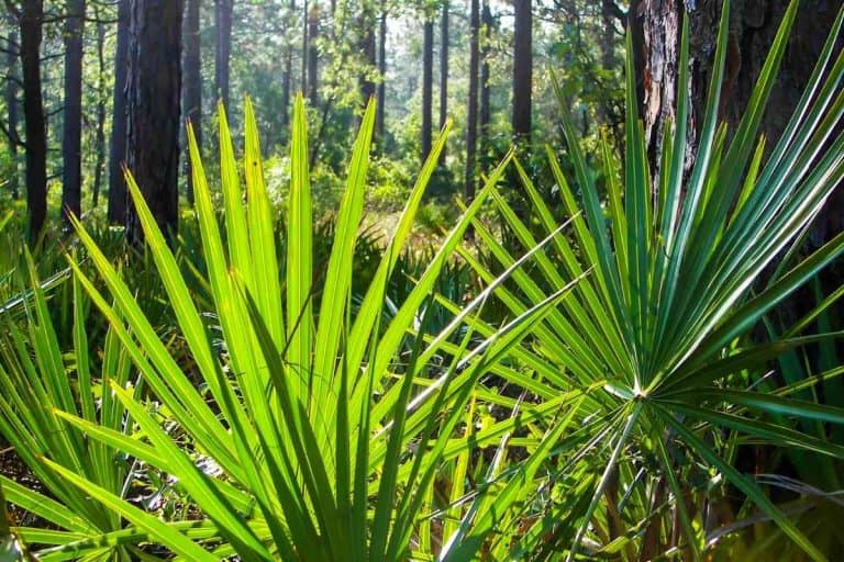 Top 6 Types of Palm Trees in South Carolina