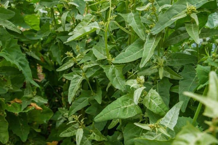 25 Best Jalapeno Companion Plants (With Pictures)