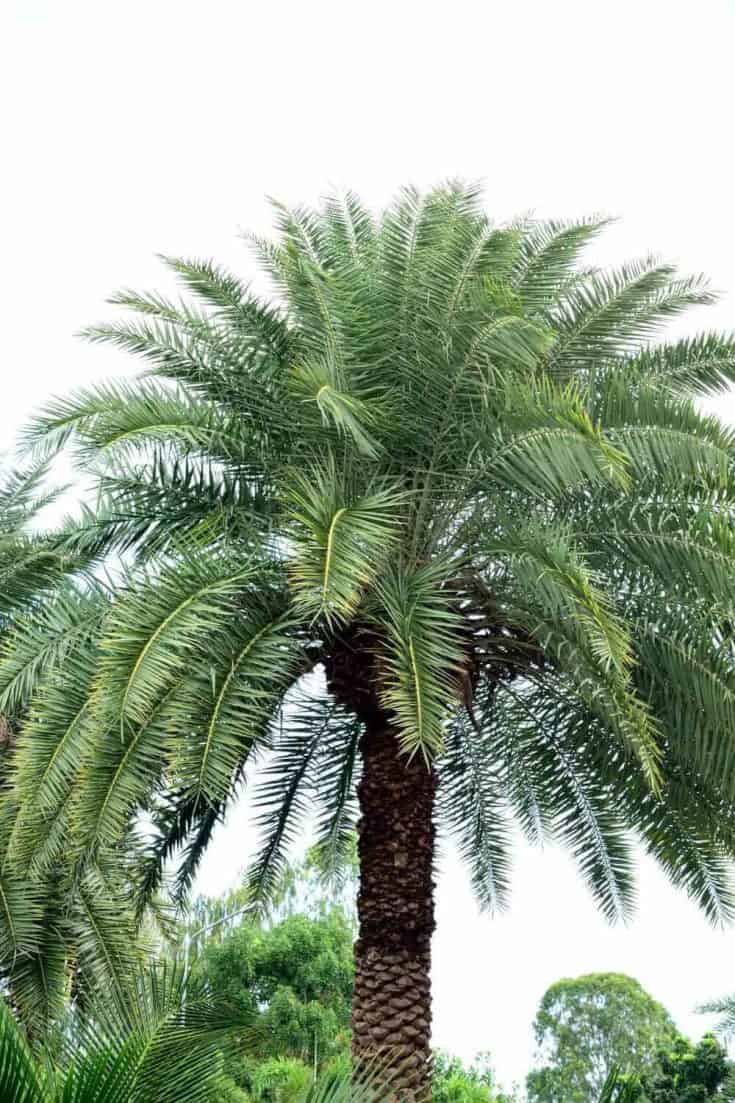 6 Popular Types of Palm Trees in California