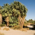 Types of Palm Trees in Arizona