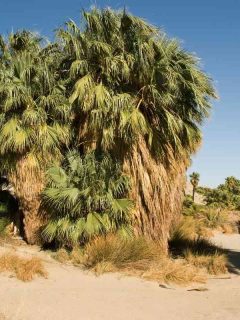 Types of Palm Trees in Arizona