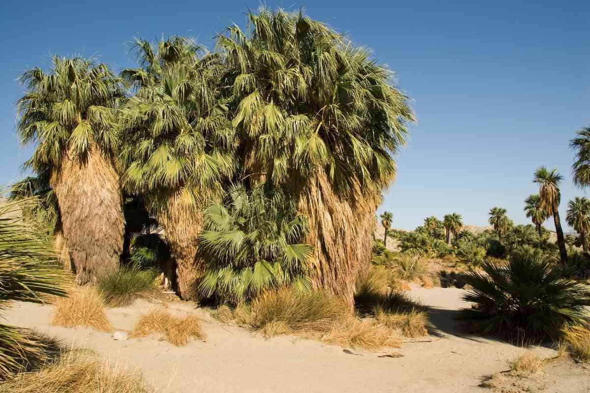 6-different-types-of-palm-trees-in-arizona-with-pictures