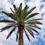 Types of Palm Trees in Australia