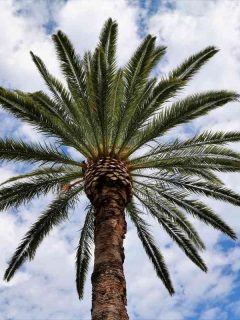 Types of Palm Trees in Australia