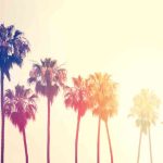 Types of Palm Trees in California